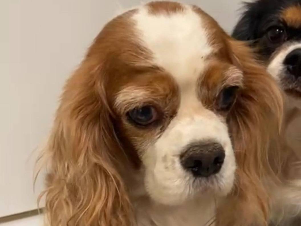 Adozione cane, femmina, Cavalier King Charles Spaniel Razza sconosciuta, 9 anni e 5 mesi, taglia piccola, Roma