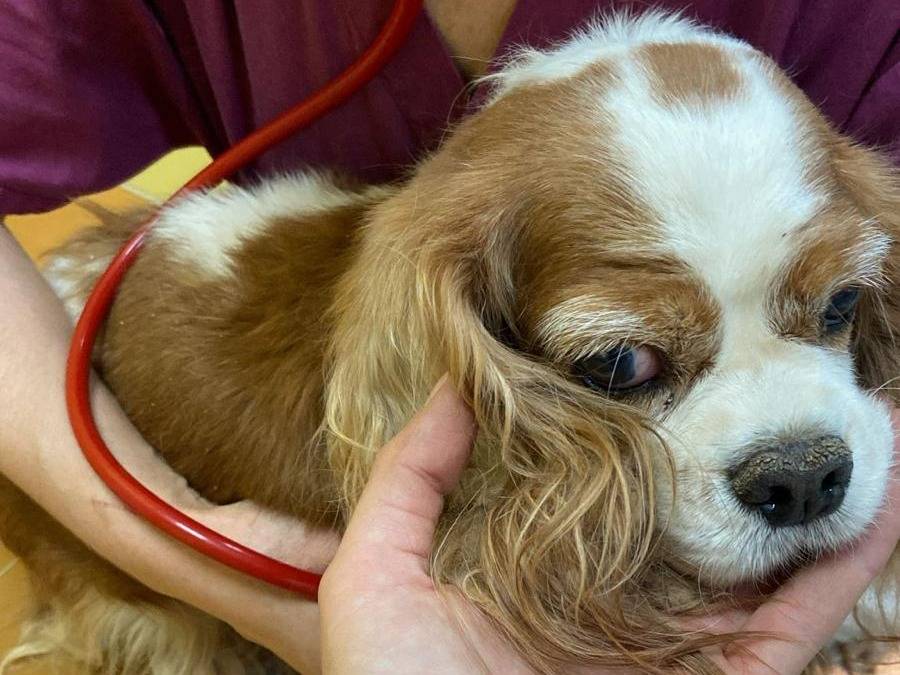 Adotta un cane, femmina, 9 anni e 5 mesi, Roma