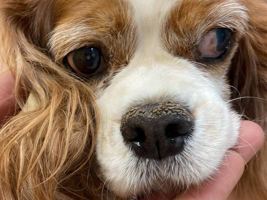 Adotta un cane, taglia piccola, femmina, Roma