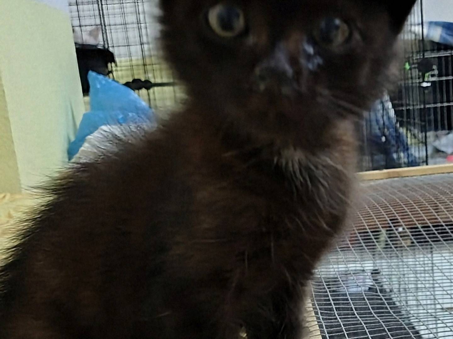 Adozione gatto, maschio, Razza sconosciuta Razza sconosciuta, 1 mesi, taglia non valida, Crotone