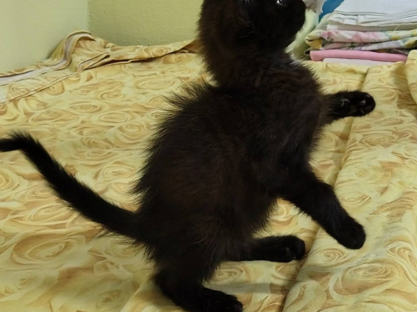 Adotta un gatto, maschio, 1 mesi, Crotone