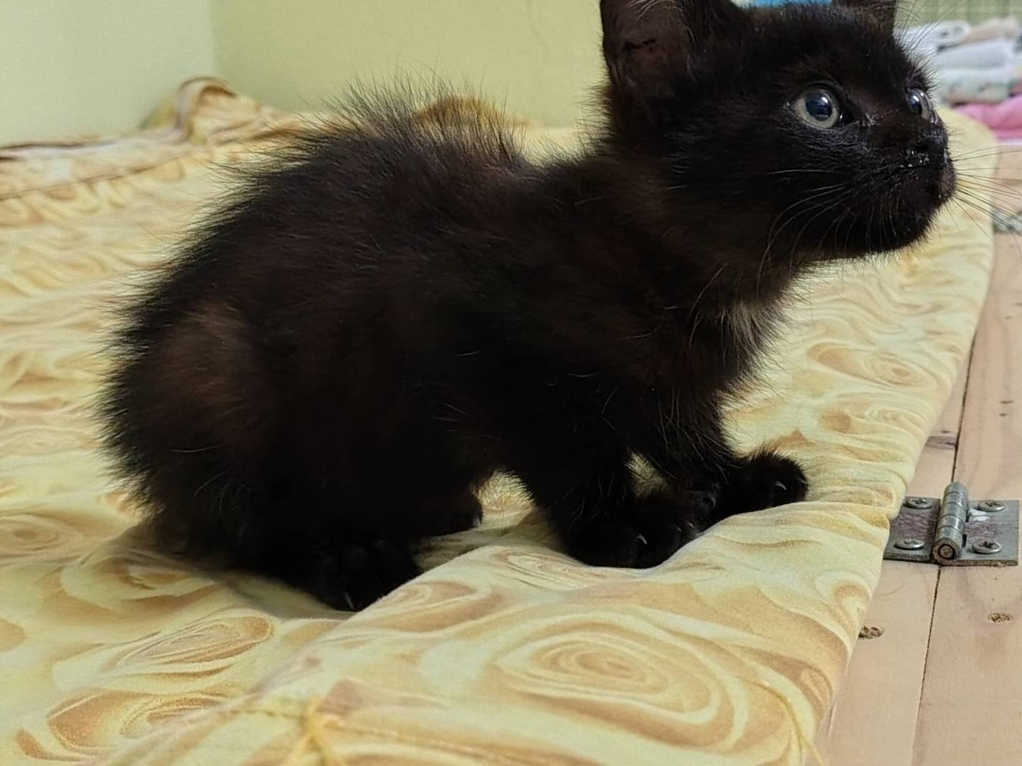 Adotta un gatto, taglia non valida, maschio, Crotone