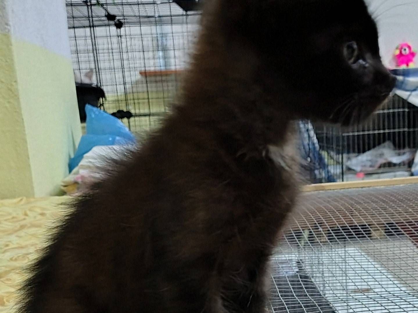 Vuoi adottare un gatto a Crotone?