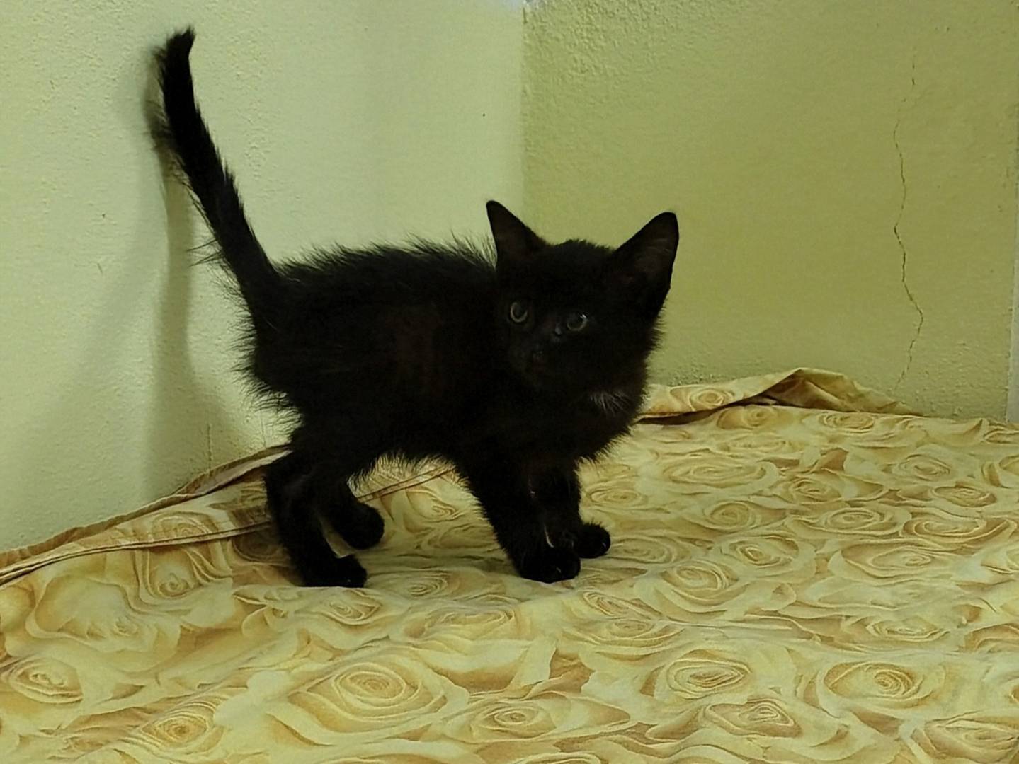 Adotta il gatto Salem  a Crotone