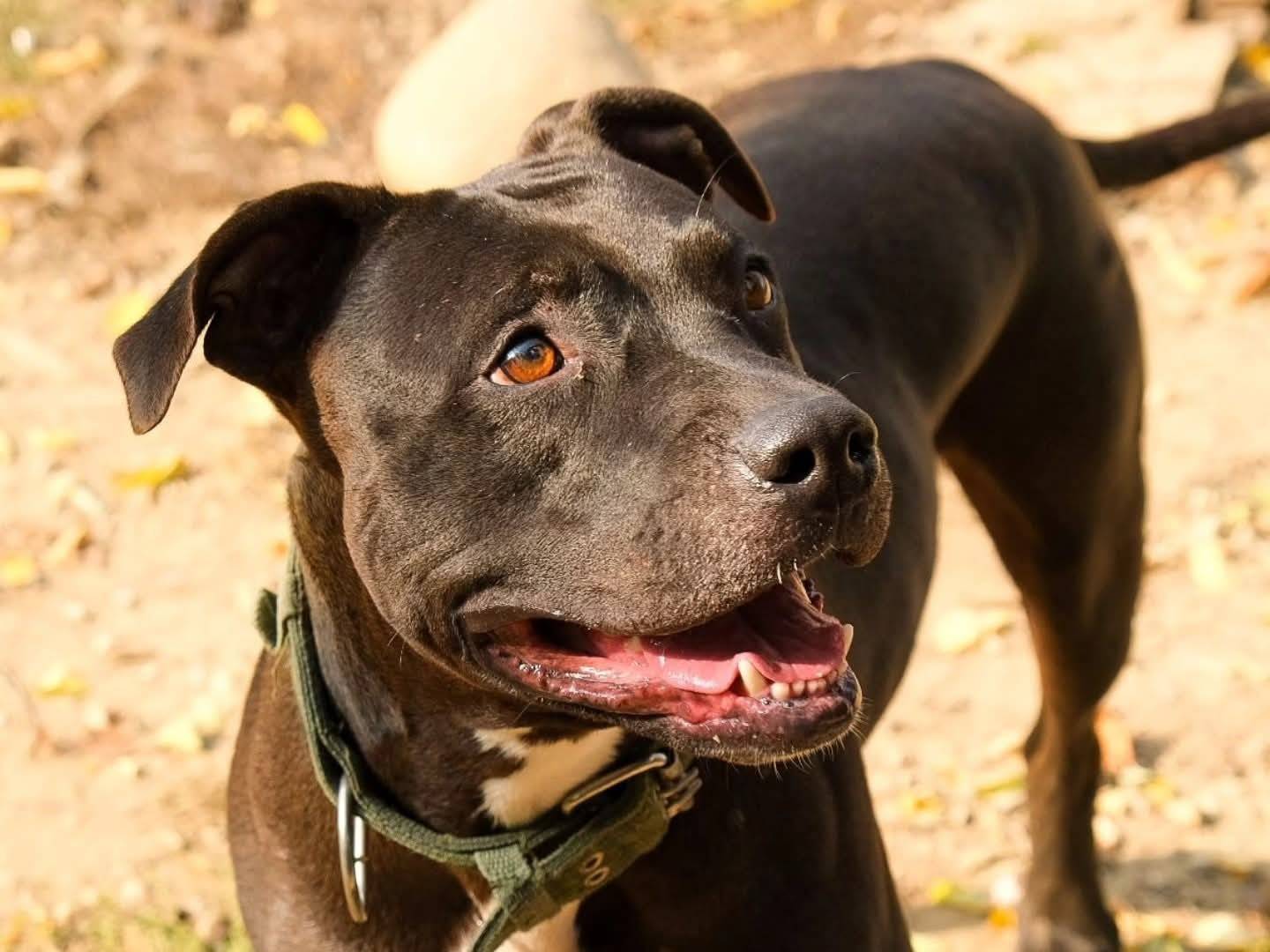 Adozione cane, femmina, Pitbull Razza sconosciuta, 5 anni e 3 mesi, taglia media, Torino