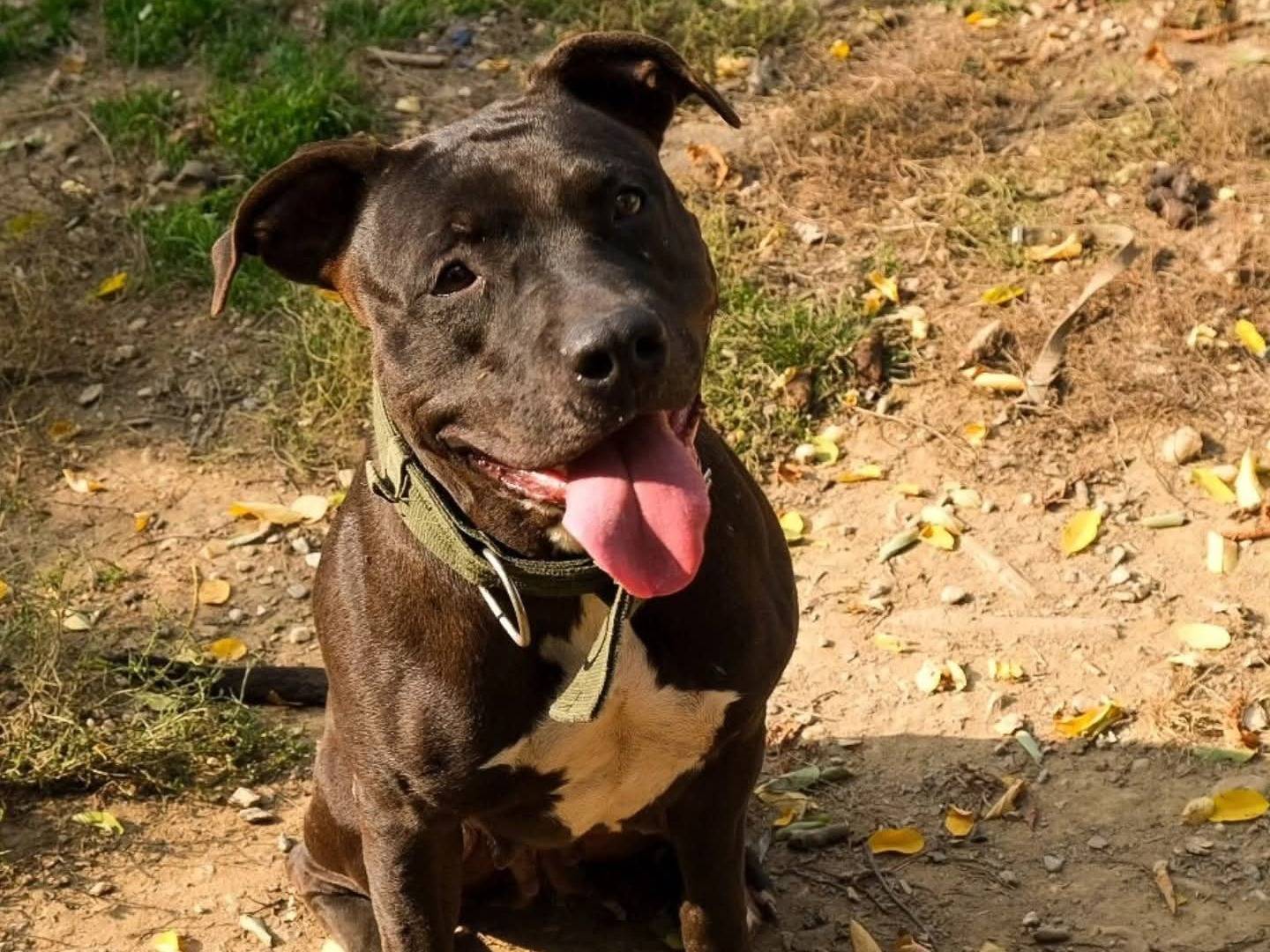 Adotta un cane, femmina, 5 anni e 3 mesi, Torino