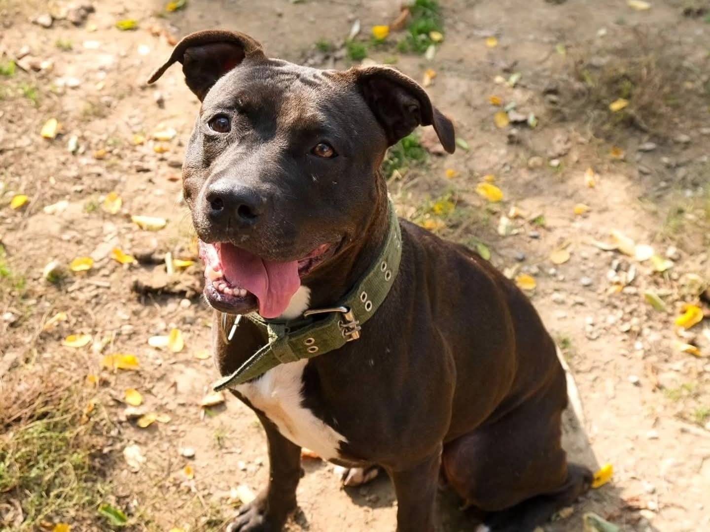 Adotta un cane, taglia media, femmina, Torino