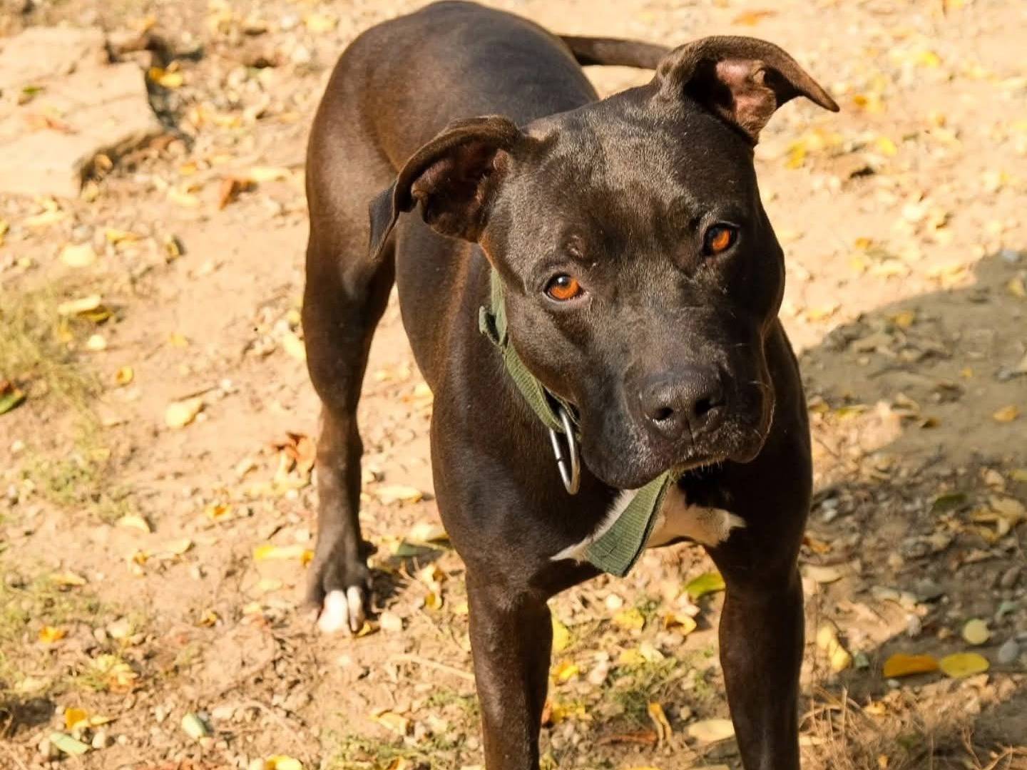 Vuoi adottare un cane a Torino?