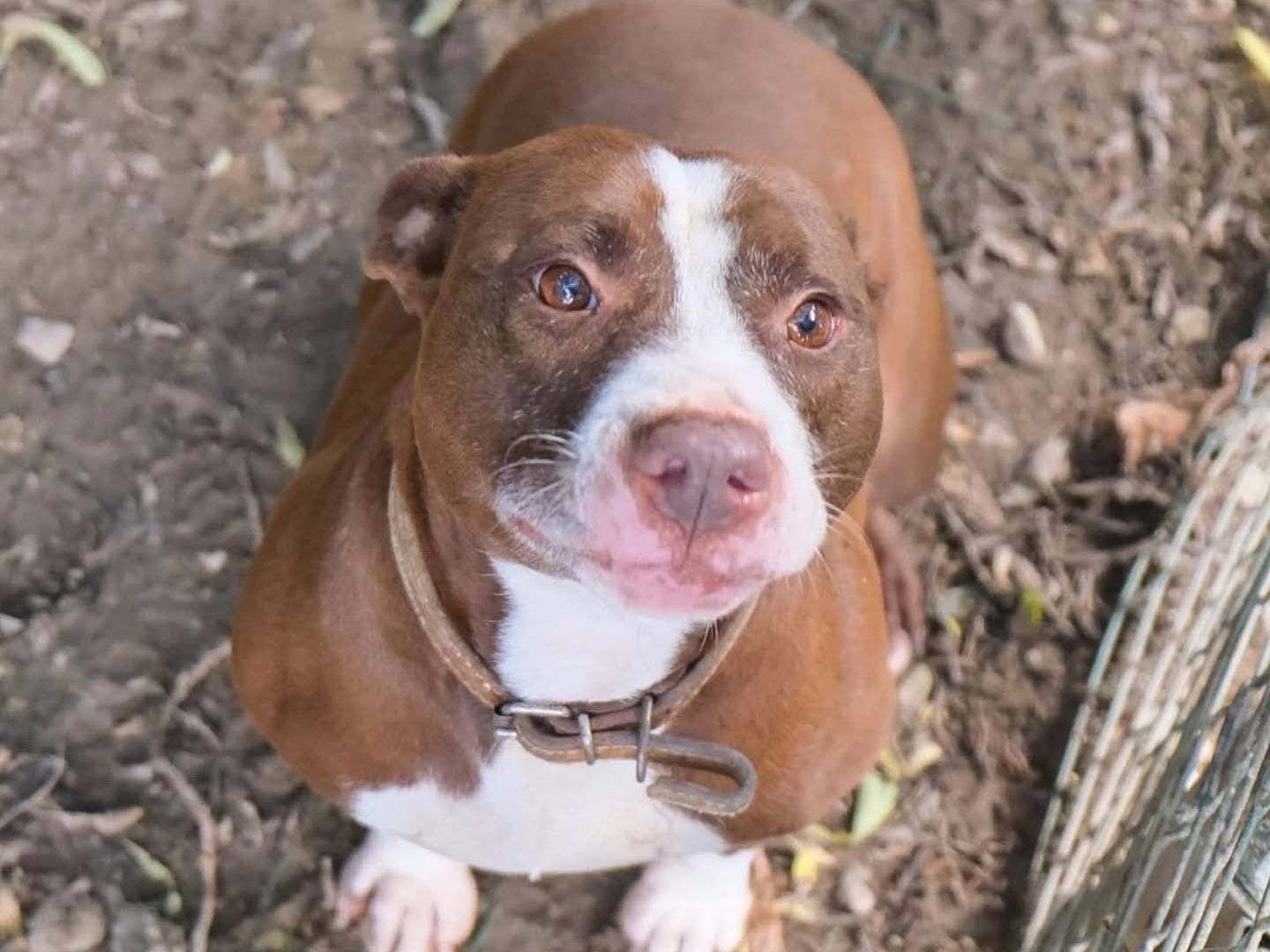 Vuoi adottare un cane a Torino?