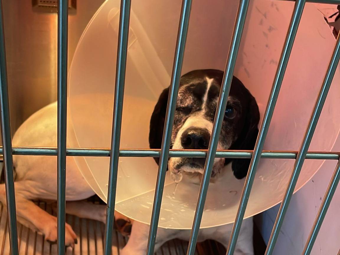 Vuoi adottare un cane a Catania?