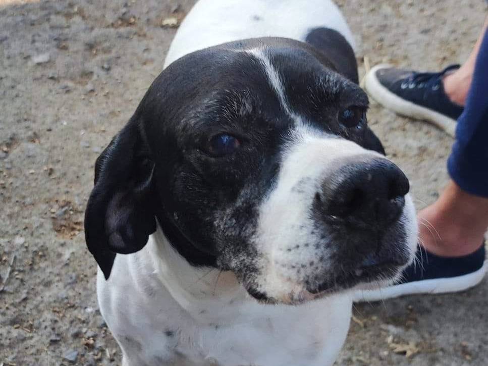 Adotta il cane AYLA a Catania