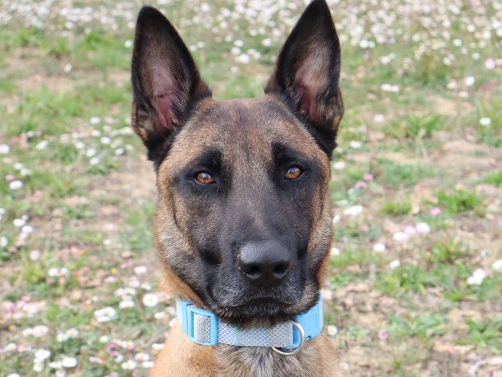 Adozione cane, maschio, Pastore Belga Malinois Razza sconosciuta, 2 anni e 8 mesi, taglia grande, Pisa