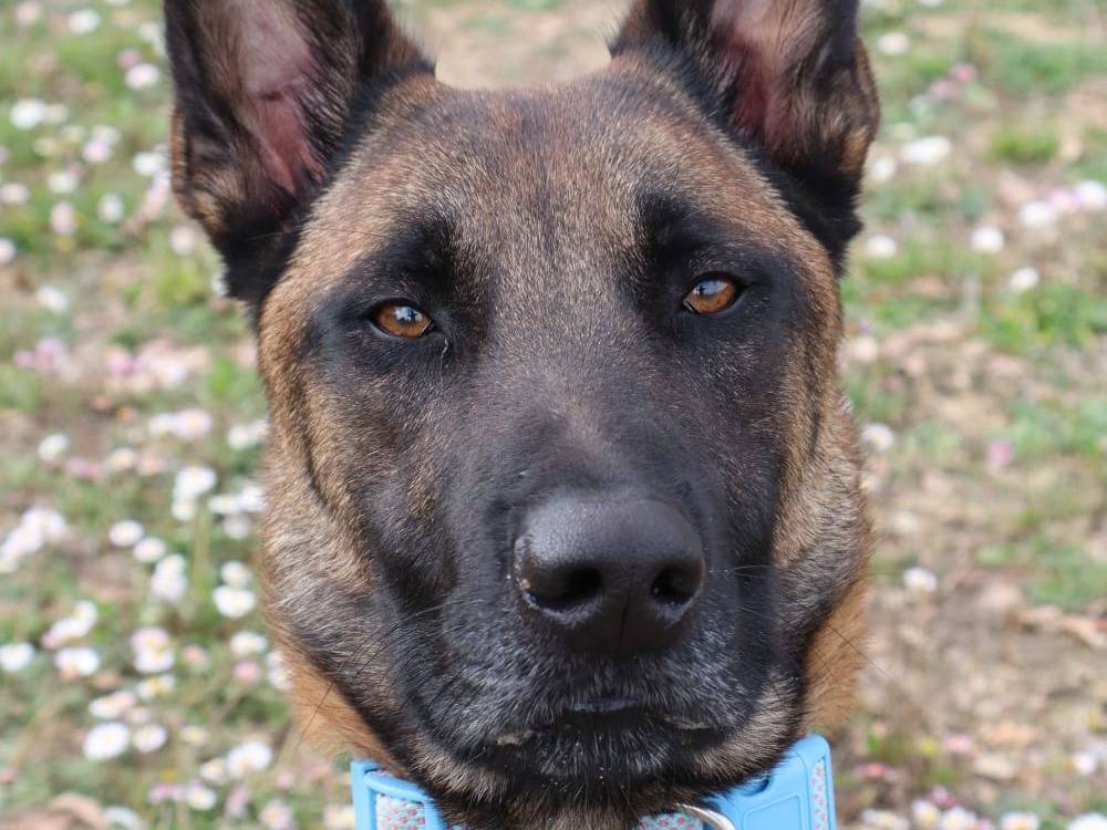 Adotta un cane, maschio, 2 anni e 8 mesi, Pisa