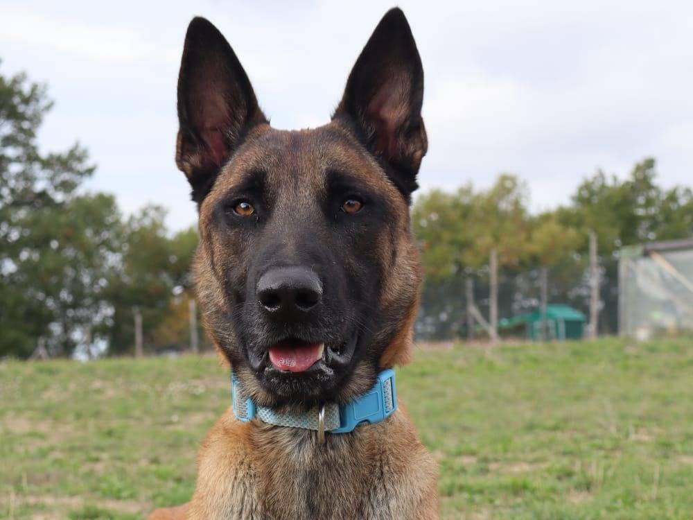 Adotta un cane, taglia grande, maschio, Pisa