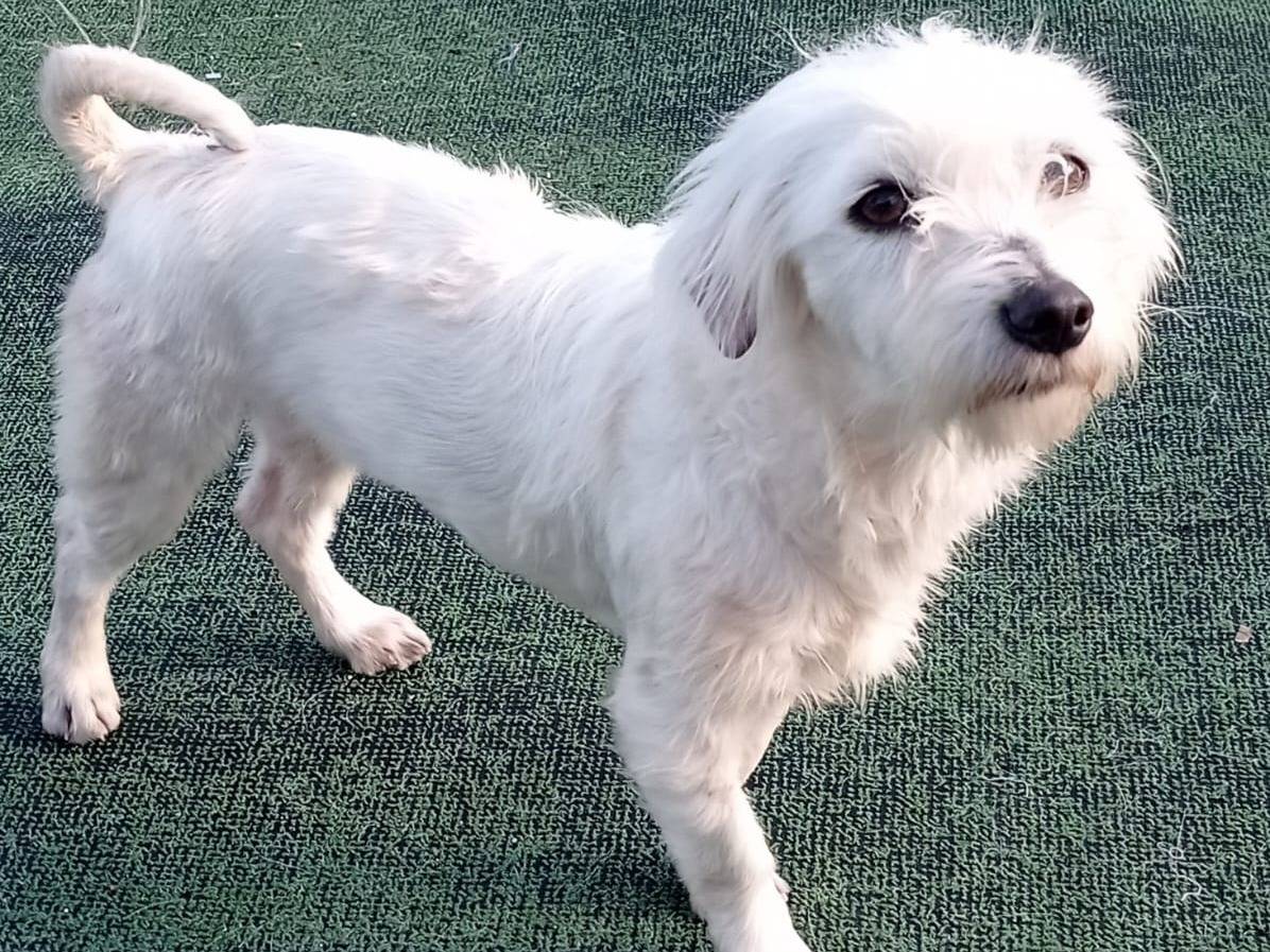 Adozione cane, femmina, Razza sconosciuta Razza sconosciuta, 5 mesi, taglia piccola, Cosenza