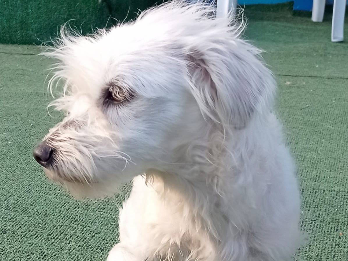 Adotta un cane, femmina, 5 mesi, Cosenza
