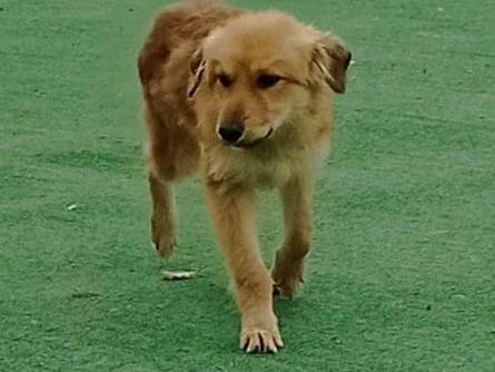 Adotta un cane, femmina, 9 mesi, Cosenza