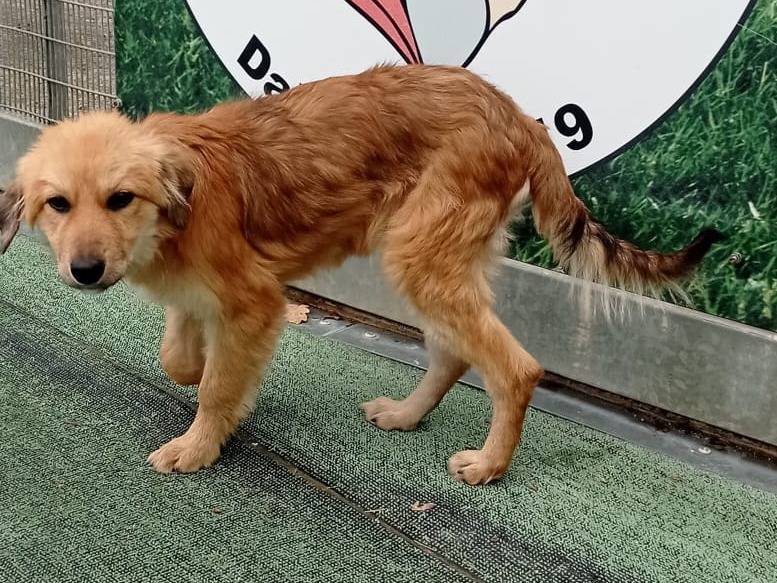 Adotta un cane, taglia piccola, femmina, Cosenza