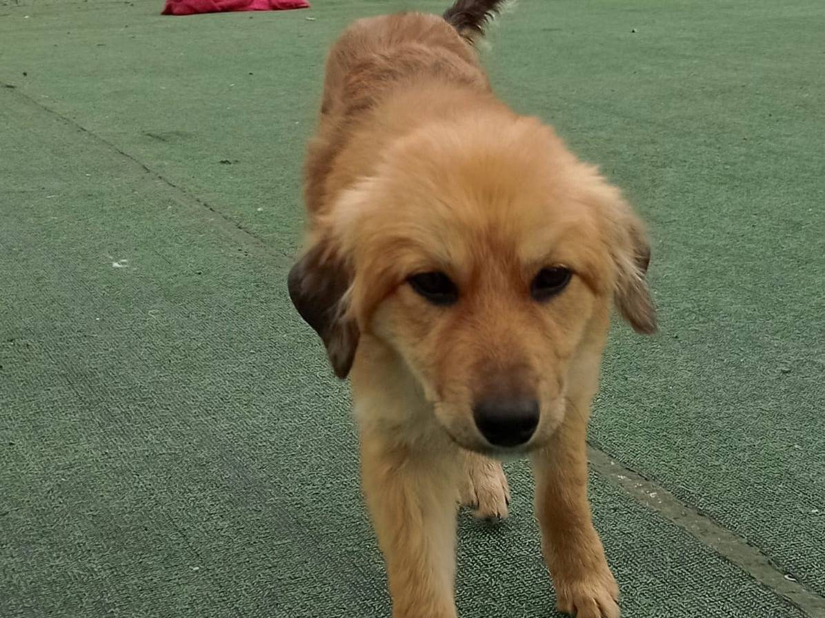 Vuoi adottare un cane a Cosenza?