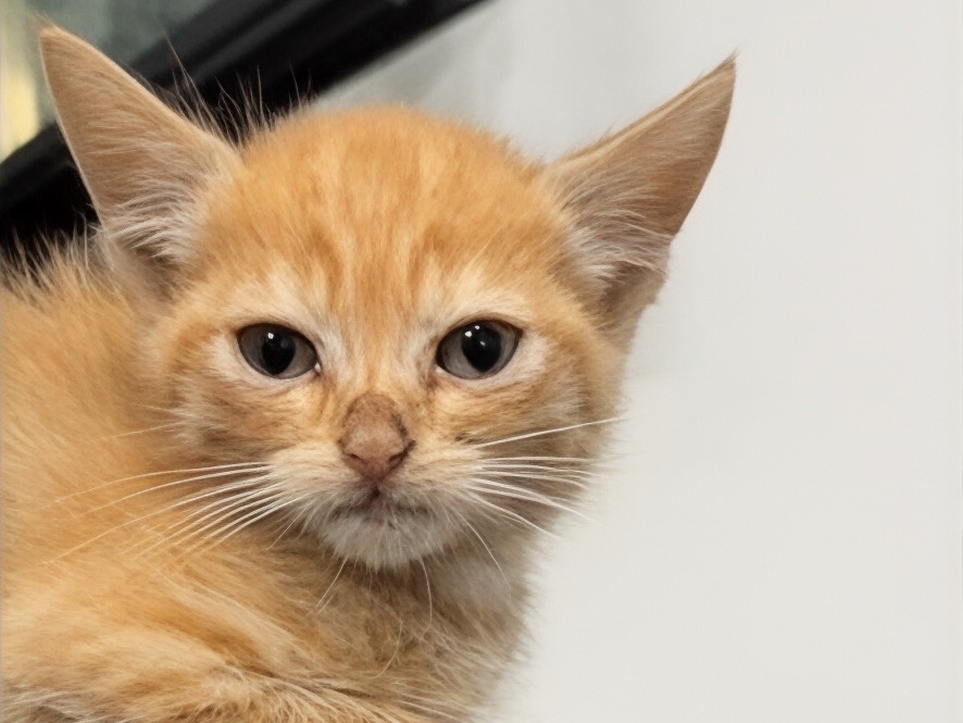 Adozione gatto, femmina, Razza sconosciuta Razza sconosciuta, 2 mesi, taglia non valida, Milano