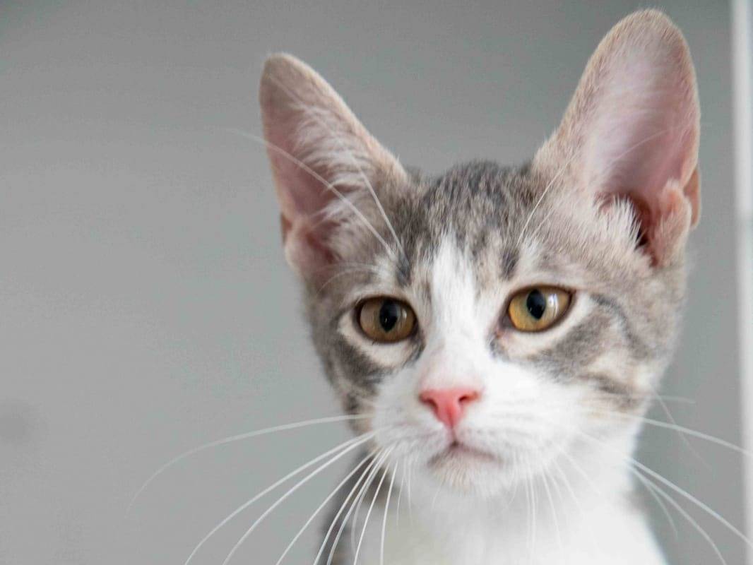 Adozione gatto, femmina, Razza sconosciuta Razza sconosciuta, 5 mesi, taglia non valida, Bari