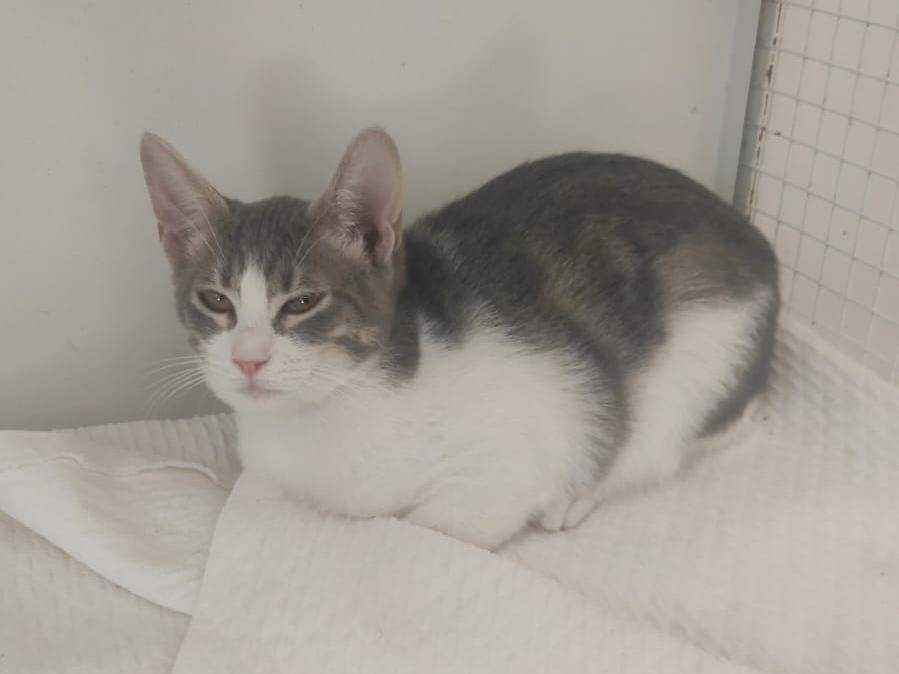 Adotta un gatto, femmina, 5 mesi, Bari