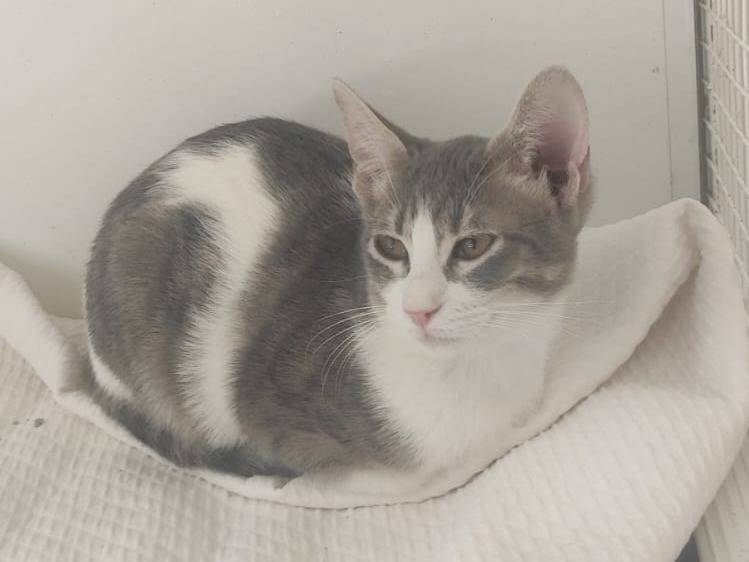 Adotta un gatto, taglia non valida, femmina, Bari