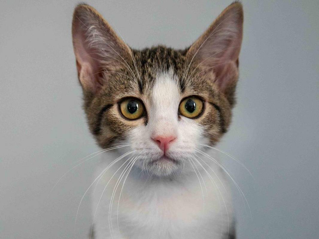 Adozione gatto, maschio, Razza sconosciuta Razza sconosciuta, 5 mesi, taglia non valida, Bari