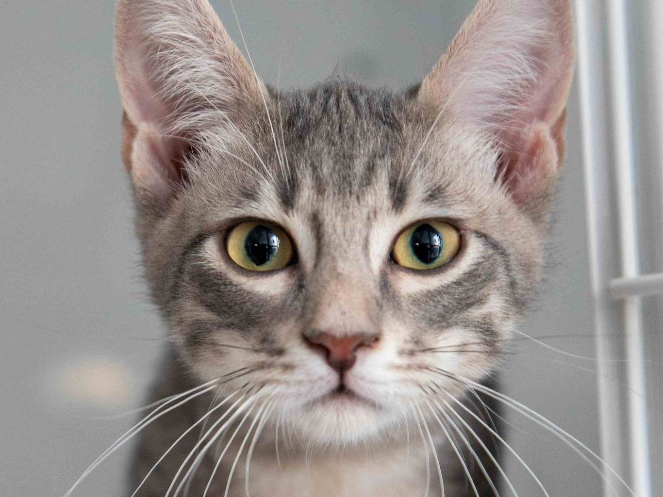 Adozione gatto, maschio, Razza sconosciuta Razza sconosciuta, 5 mesi, taglia non valida, Bari