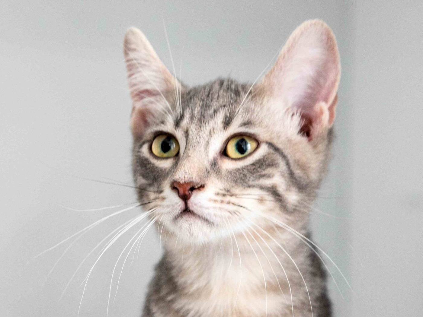 Adotta un gatto, maschio, 5 mesi, Bari