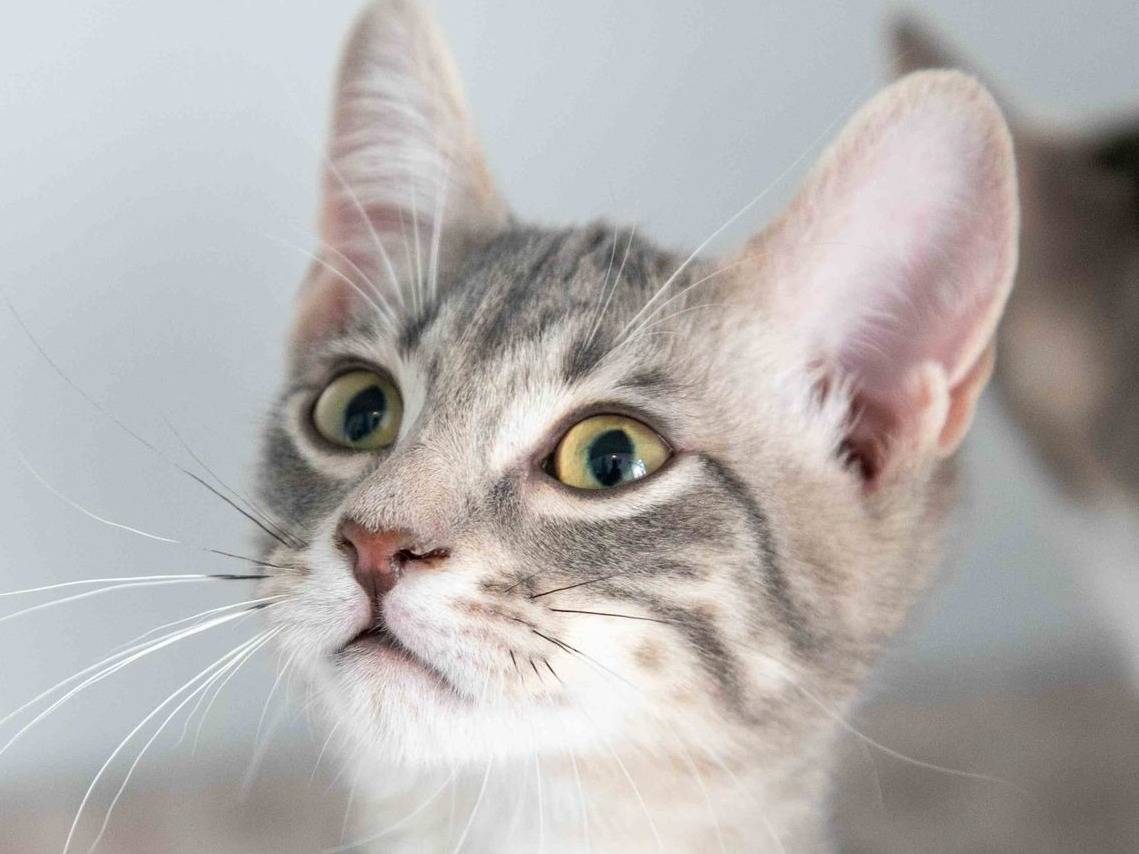 Adotta un gatto, taglia non valida, maschio, Bari