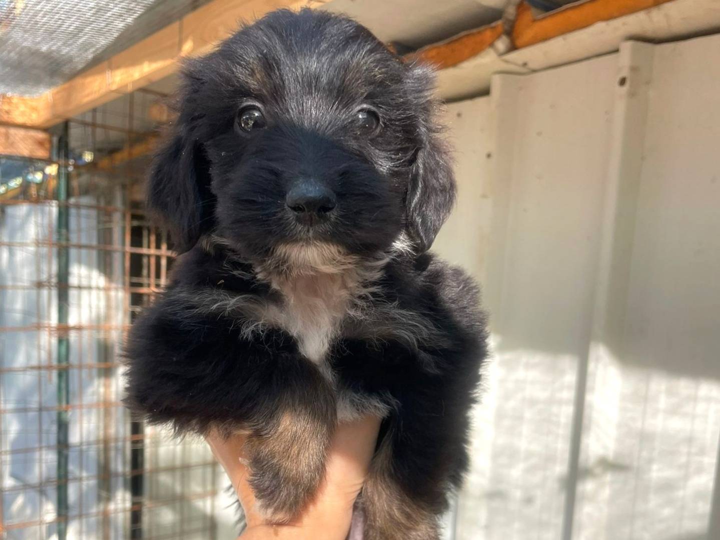 Adozione cane, maschio, Razza sconosciuta Razza sconosciuta, 2 mesi, taglia media contenuta, Frosinone