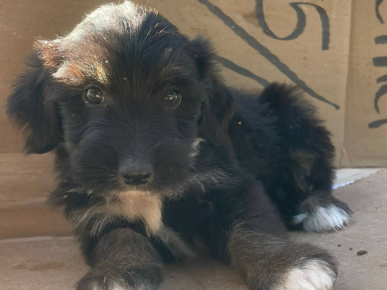 Adotta un cane, maschio, 2 mesi, Frosinone