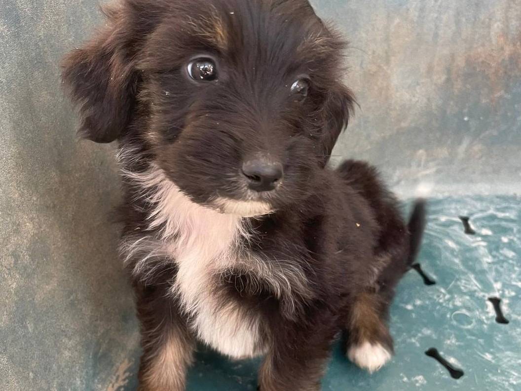 Adotta un cane, taglia media contenuta, maschio, Frosinone
