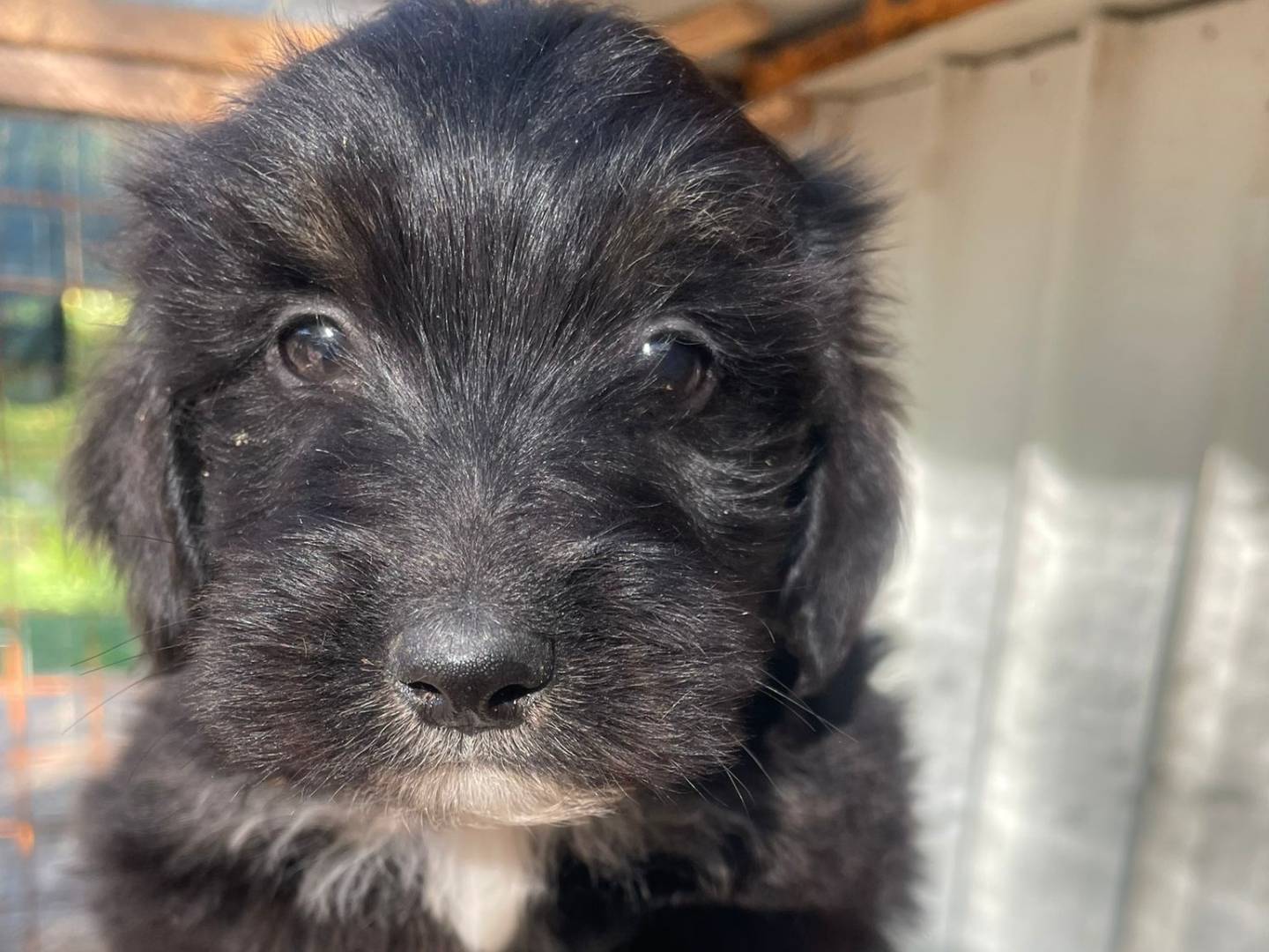 Vuoi adottare un cane a Frosinone?