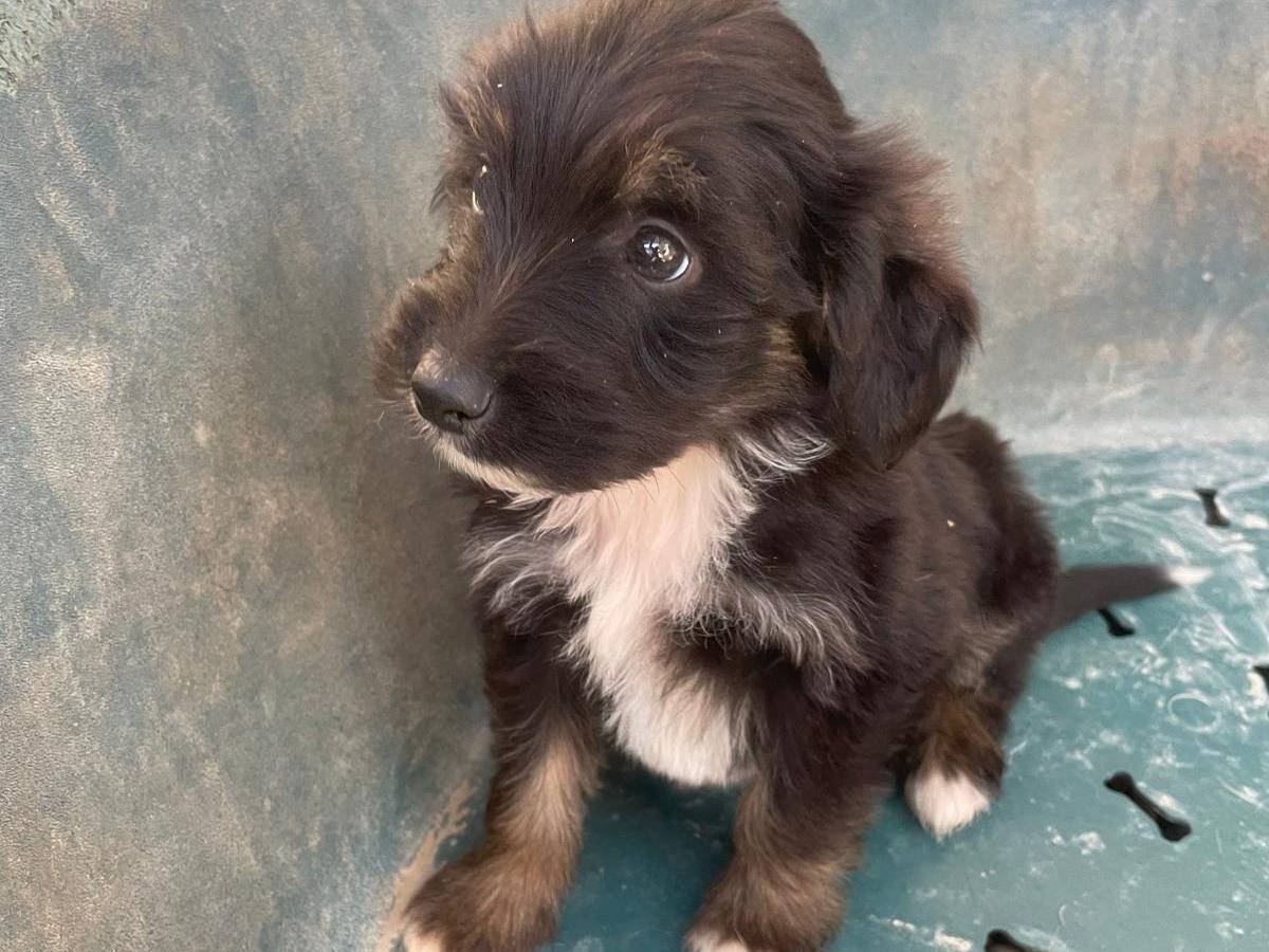 Adotta il cane SMERALDO a Frosinone