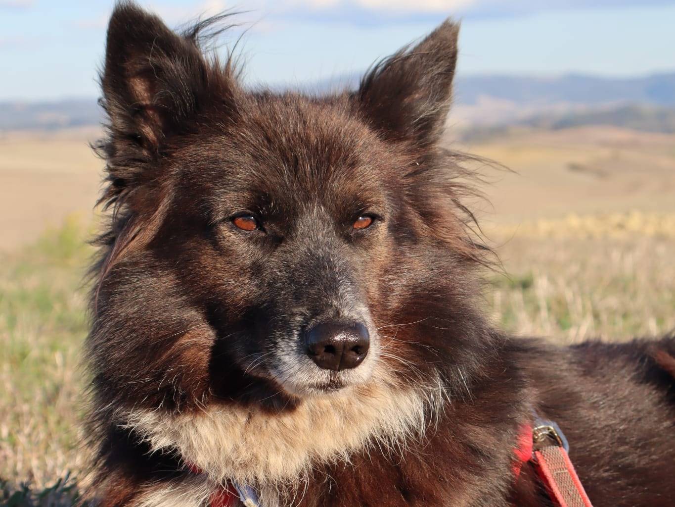 Adozione cane, femmina, Border Collie Razza sconosciuta, 4 anni e 8 mesi, taglia media, Pisa