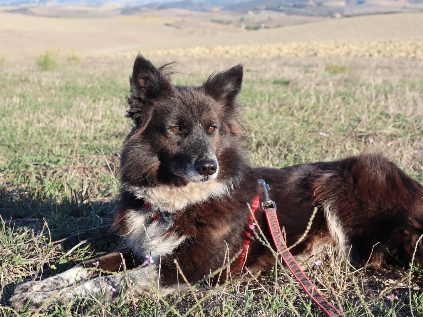 Adotta un cane, femmina, 4 anni e 8 mesi, Pisa