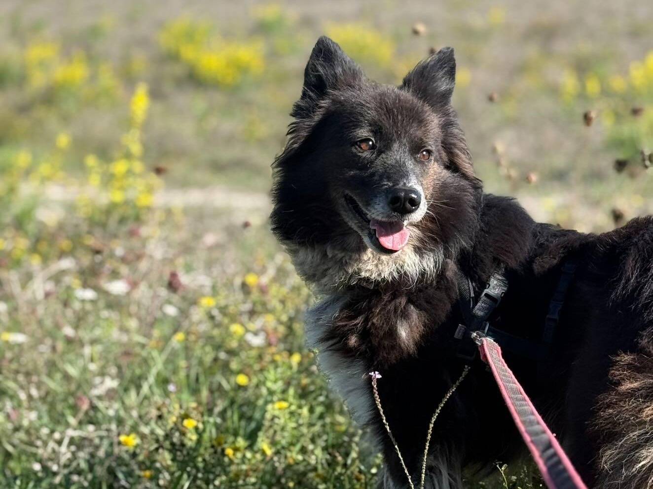 Vuoi adottare un cane a Pisa?