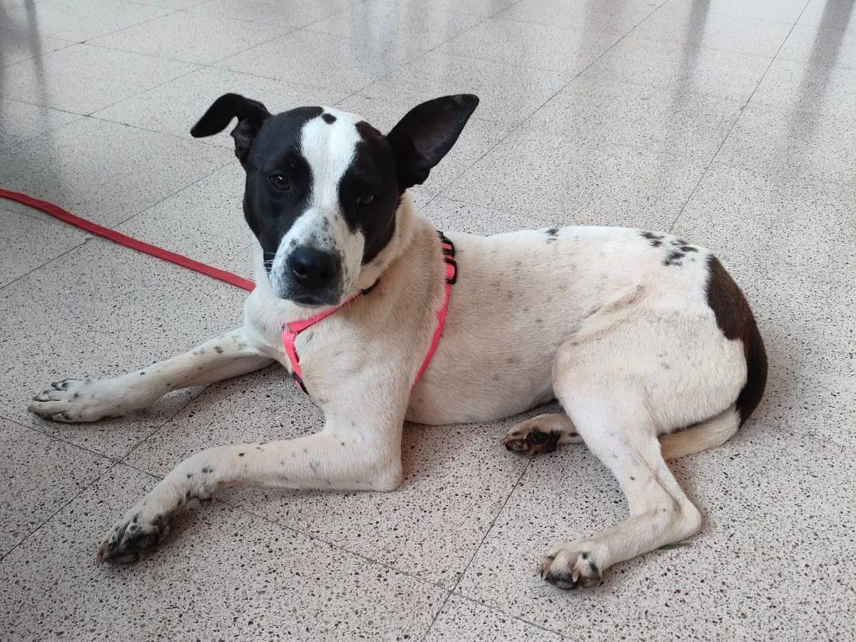 Adotta un cane, femmina, 1 anno e 8 mesi, Bari