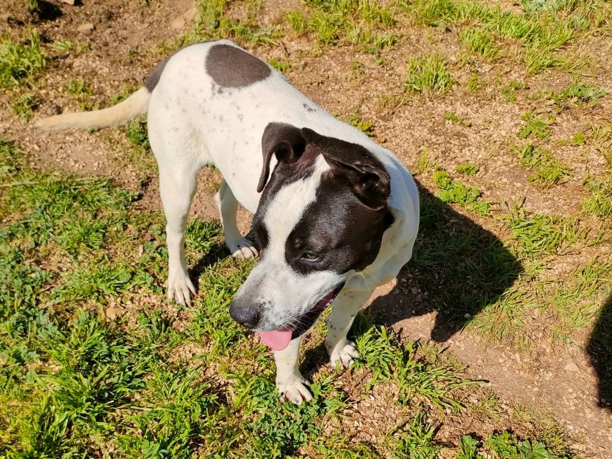Adotta un cane, taglia media, femmina, Bari