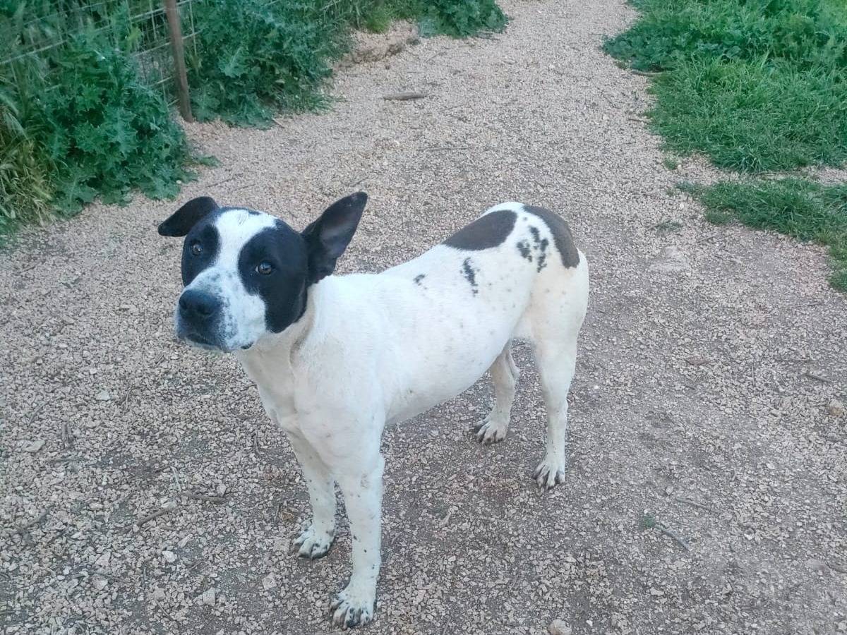 Vuoi adottare un cane a Bari?