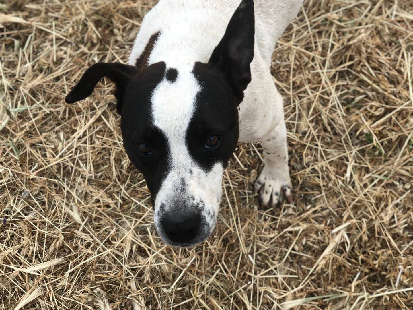 Adotta il cane ALICE a Bari