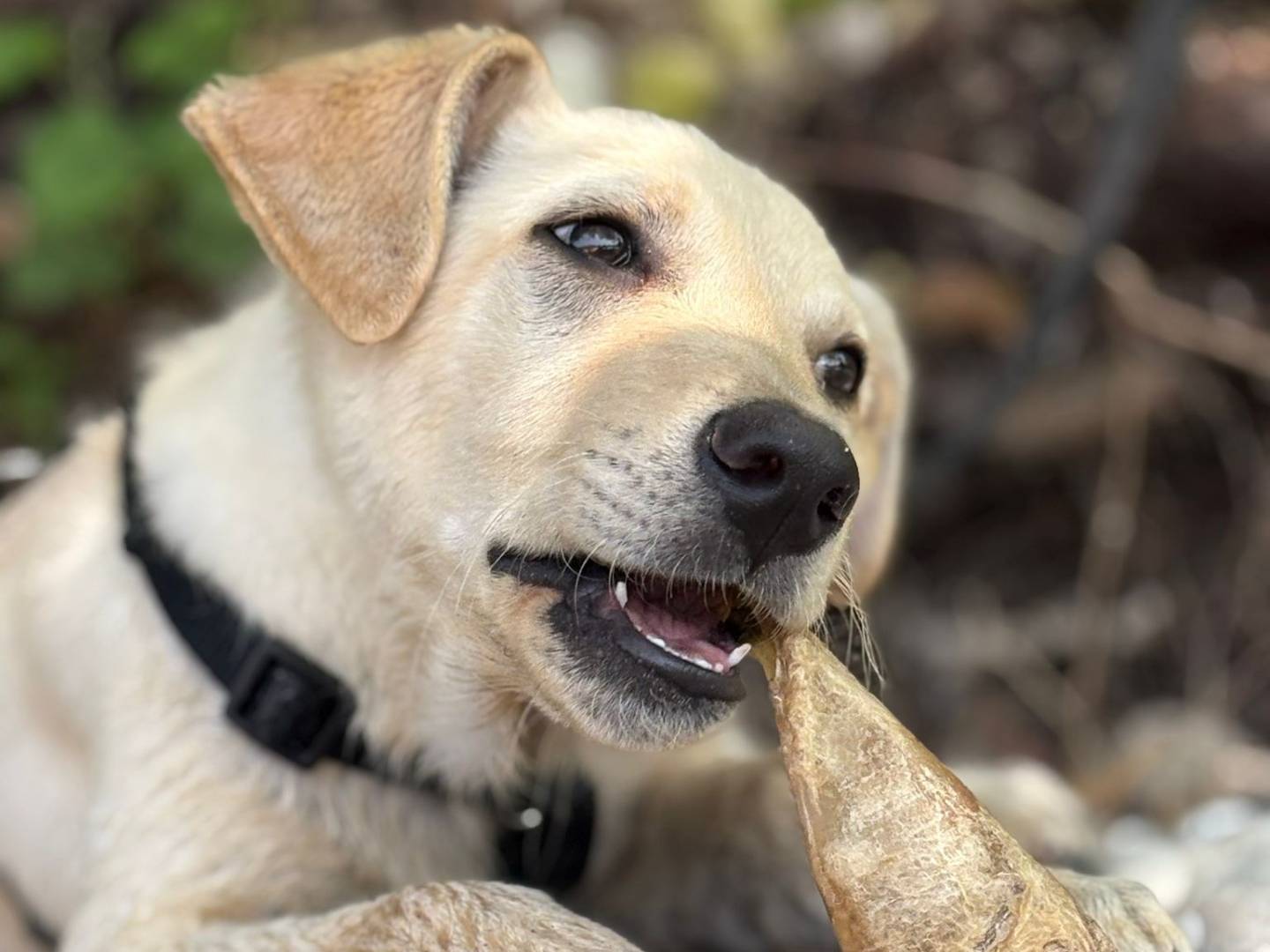 Adozione cane, femmina, Razza sconosciuta Razza sconosciuta, 8 mesi, taglia grande, Padova