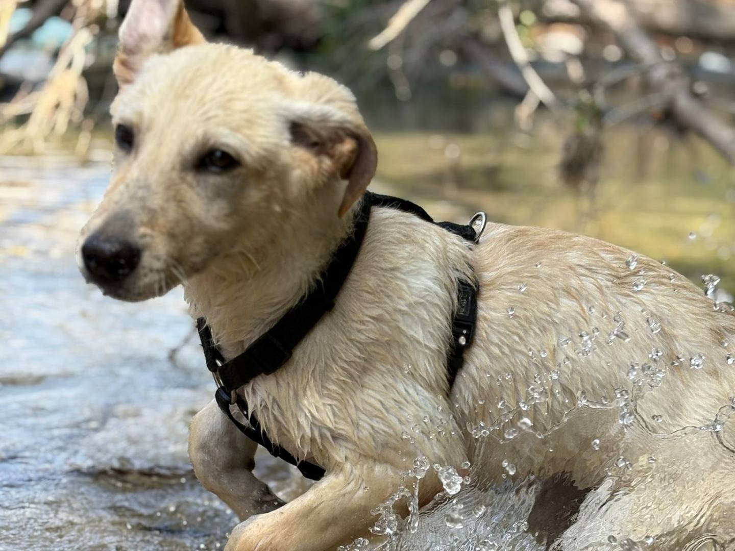 Adotta un cane, femmina, 8 mesi, Padova