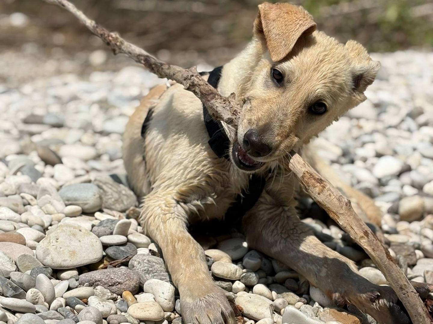 Adotta un cane, taglia grande, femmina, Padova