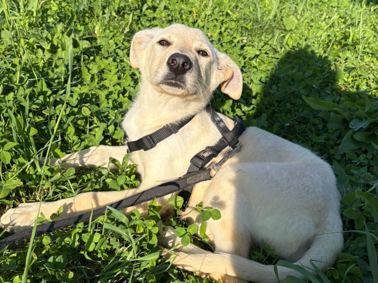 Vuoi adottare un cane a Padova?