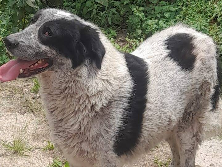 Adotta un cane, maschio, 2 anni e 10 mesi, Cosenza