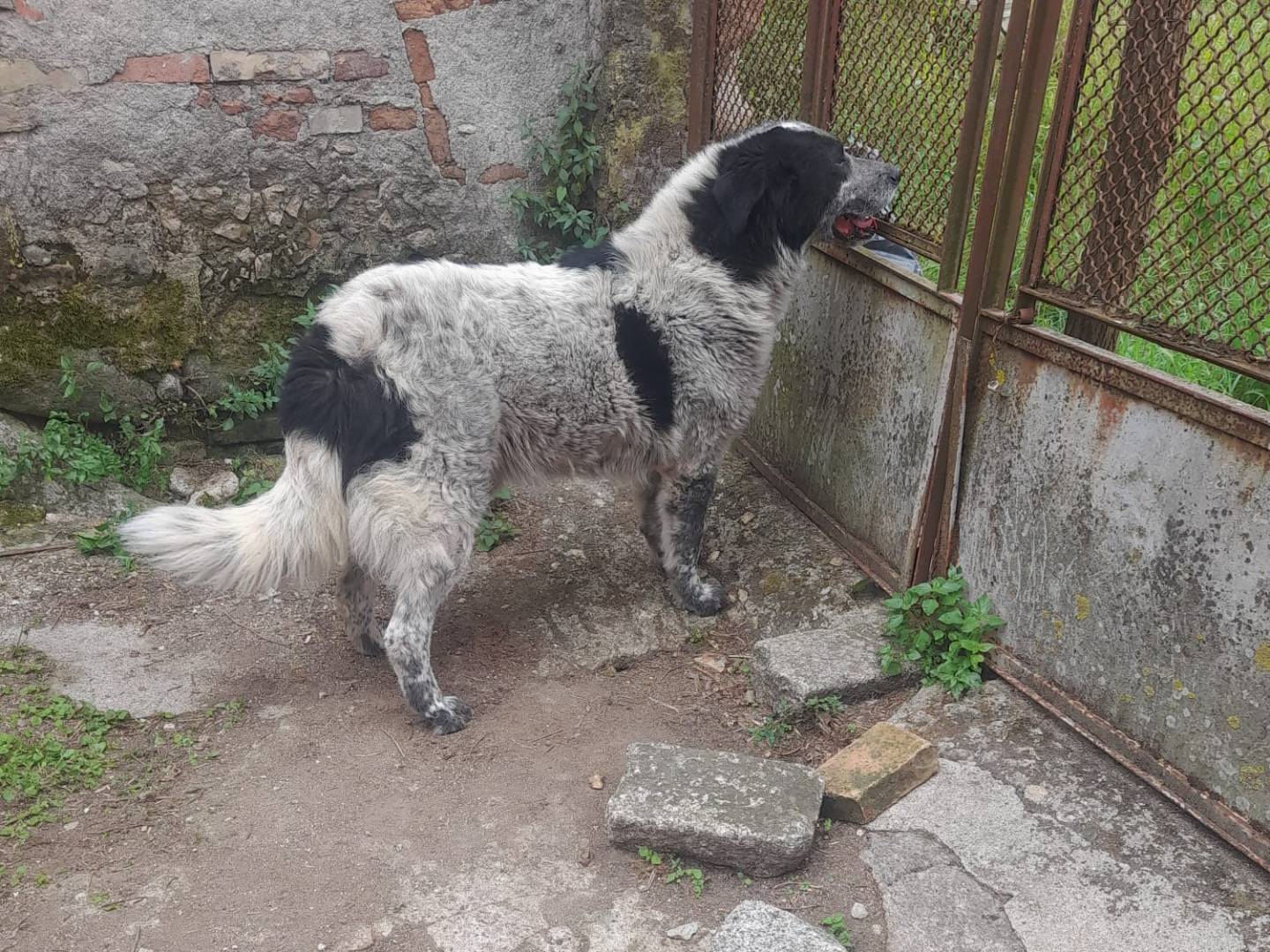 Vuoi adottare un cane a Cosenza?