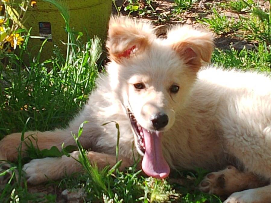 Vuoi adottare un cane a Cosenza?